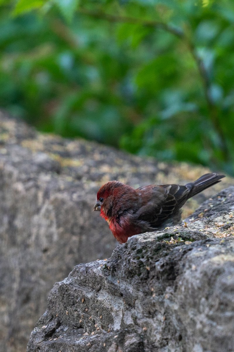 rhrwes's tweet photo. A male house finch having a brunch of birch seeds with his family and friends. Shot with a Sony A9 and 100-400 FE GM. #birdphotography https://t.co/pbpEogzrP6