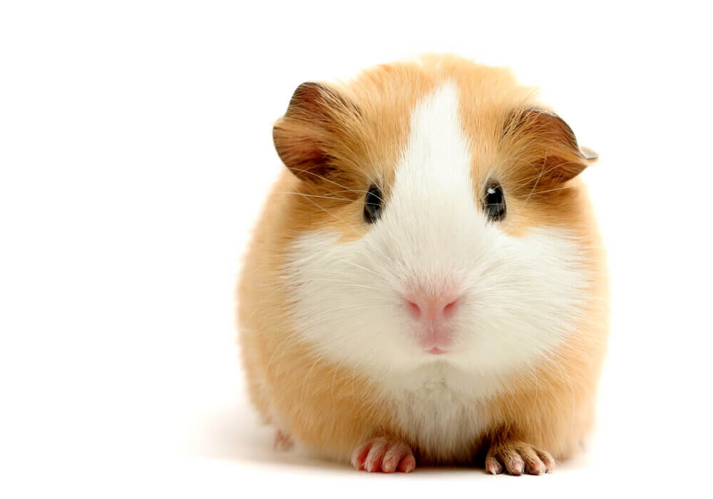 TeachPrimary's tweet photo. Pets in the classroom – How animals can support pupils’ emotional wellbeing

School pets can do wonders in the classroom, and the benefits far outweigh the challenges, says Danielle O'Connell...

https://t.co/2mw3VvX8Zp https://t.co/MgUmMppVRo