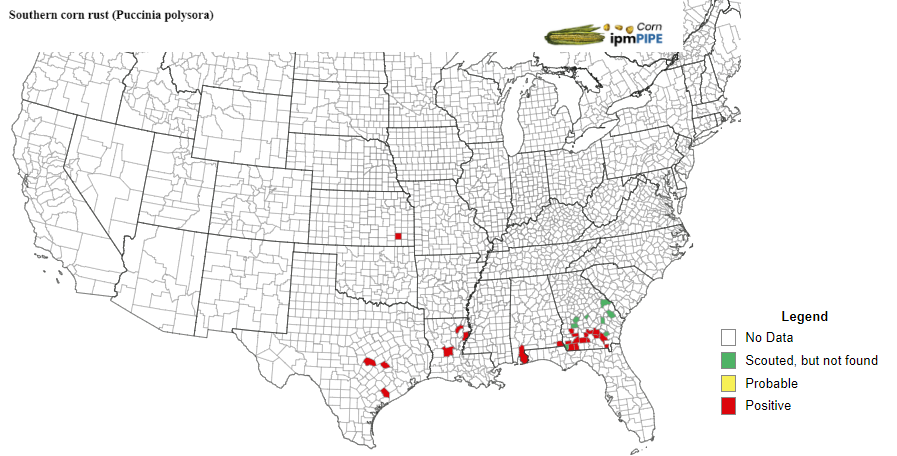 OnofreLab's tweet photo. Trace levels of southern corn rust were just found in Wilson County, southeast Kansas. Stay tuned for more updates!

Link to the map: https://t.co/deMPaQpLzs

#KSUCropDiseases #Southernrust https://t.co/sYpznszMcC