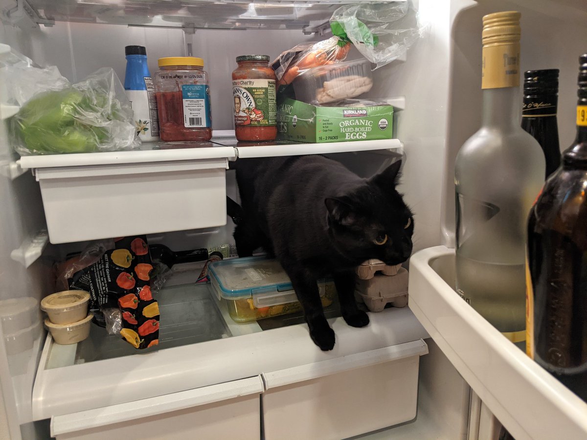 engnrd's tweet photo. Returning to Twitter to post photos of refrigerator cat. Because Evan loves the fridge. #evanandemery https://t.co/T21QZW6ZbW