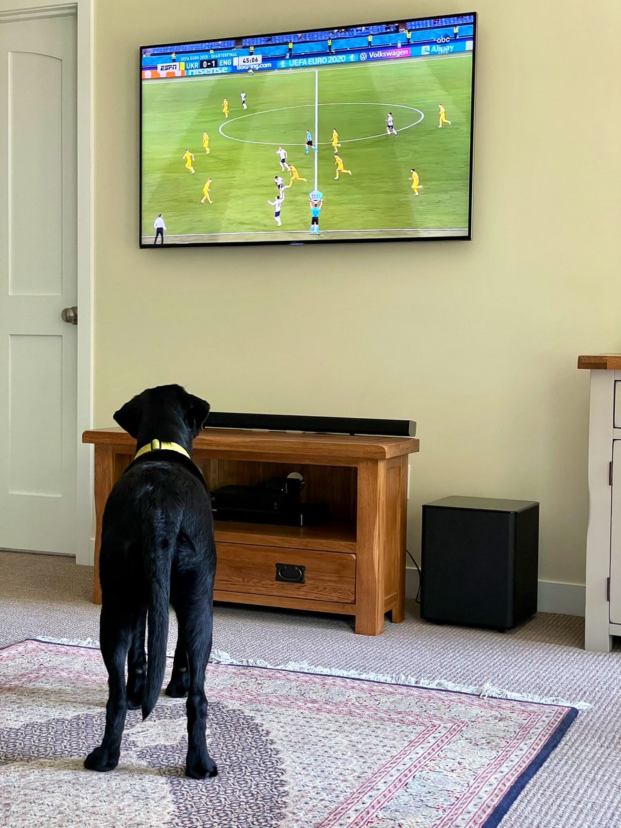TheHazelBrown's tweet photo. She may be an American Field Lab, but sheโs here for @England #ENGUKR #ThreeLions #k9support https://t.co/PMN5phY3JS
