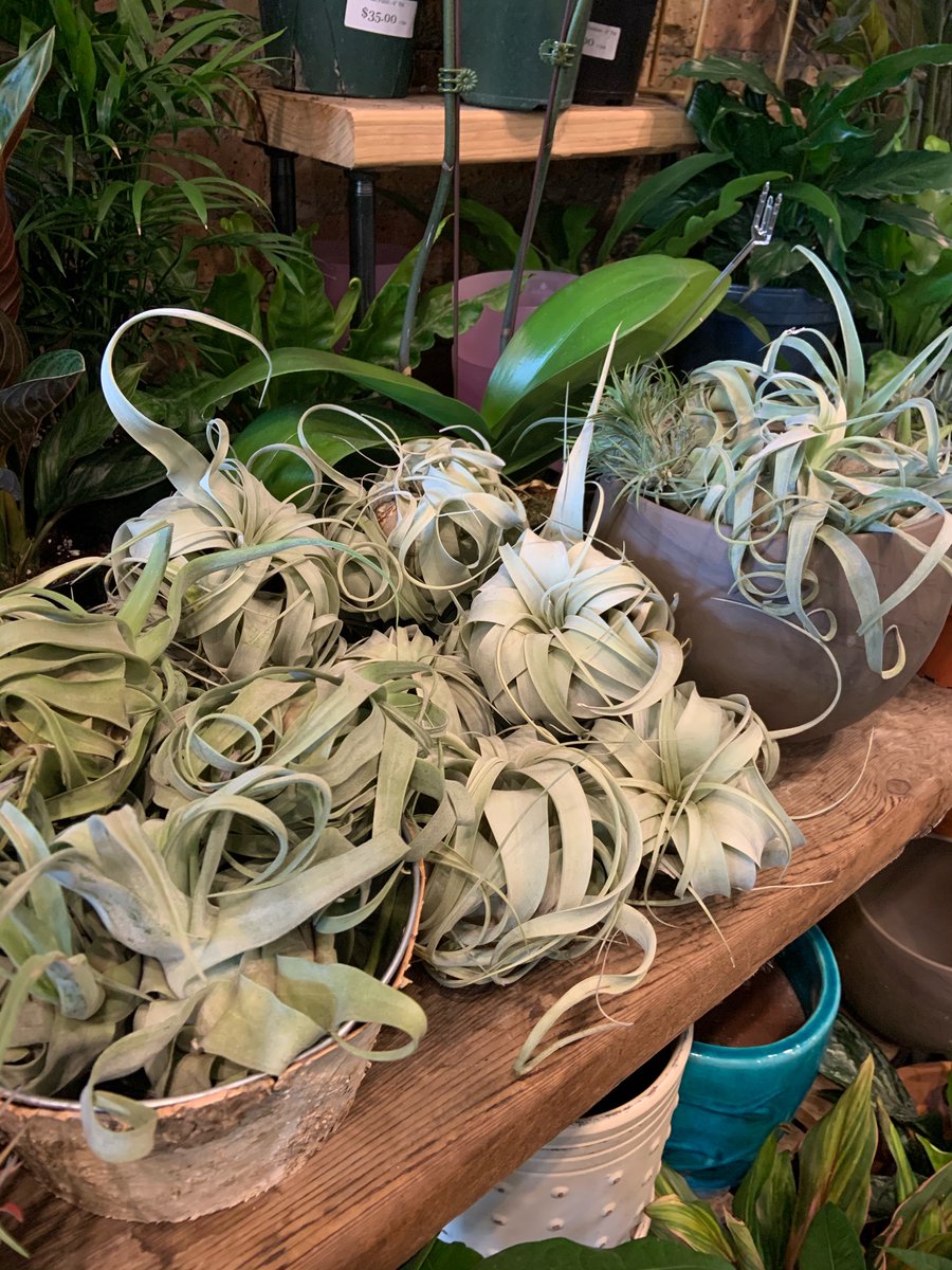 Just got a ton of air plants in for the weekend! Since air plants don’t need a pot or soil, they could be the perfect companion for you at all the barbecues this weekend! The person who brings a 5 inch curly slim would be the hit of our party!!!