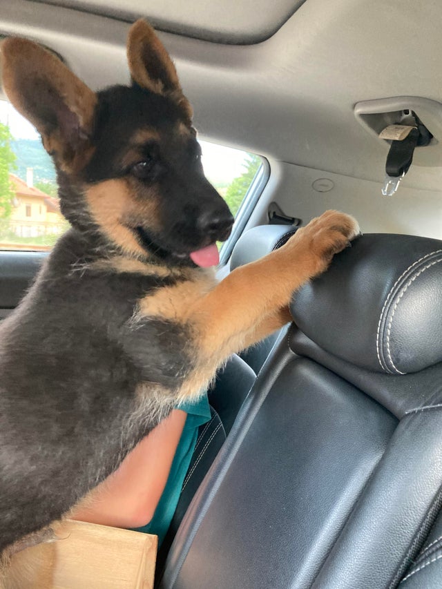 ShepherdMomEva's tweet photo. Loki doesn’t always listen to me but he’s still the best boy ever ❤️

#dog #dogs #doggy #dogoftheday #doglovers #dog_features #doglover #doglife #puppy #puppylove #puppyoftheday #puppydog #gsd #dogsoftwitter https://t.co/18HnoQxMv8