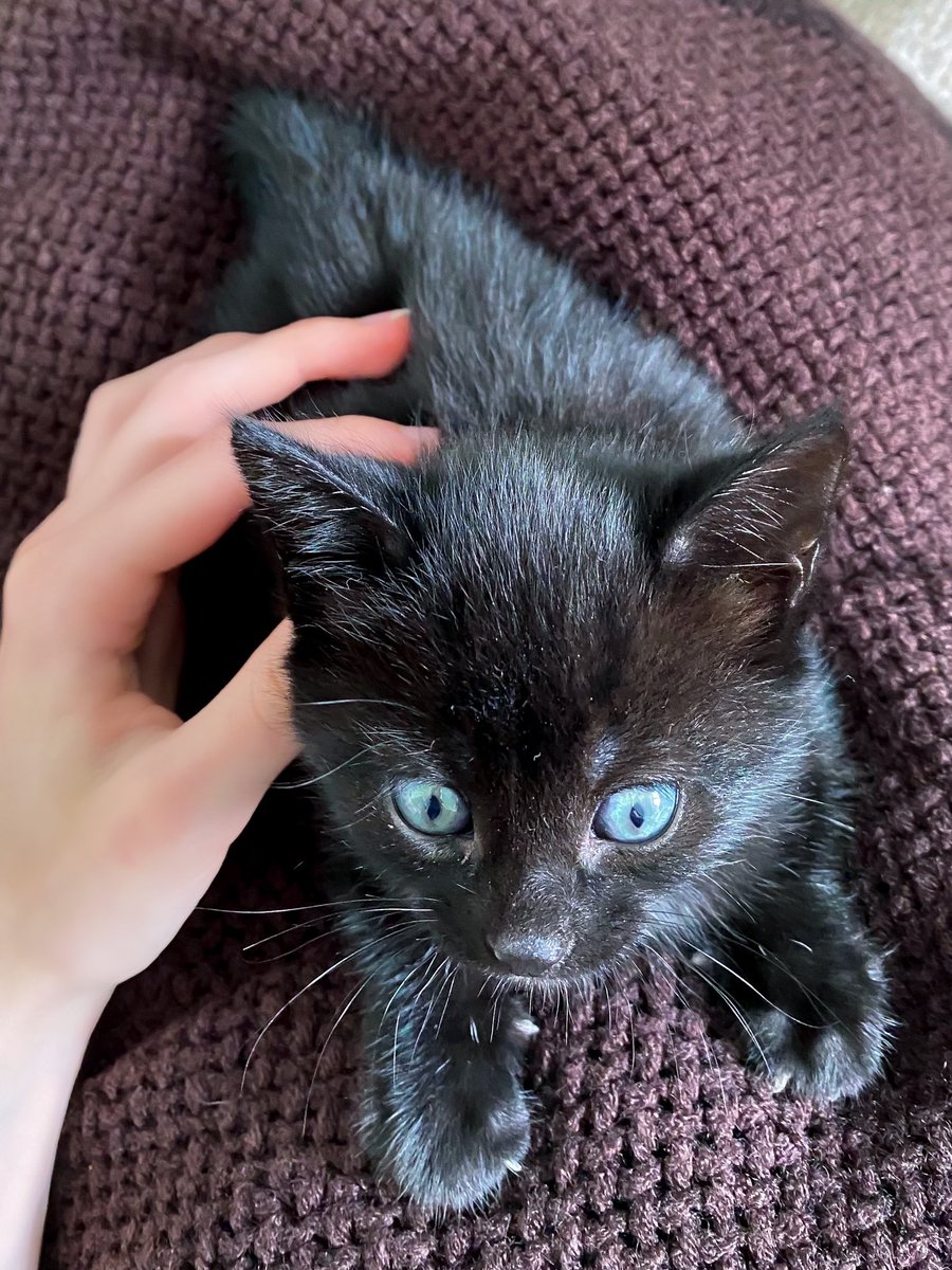 funeralinvite's tweet image. he’s called jinx