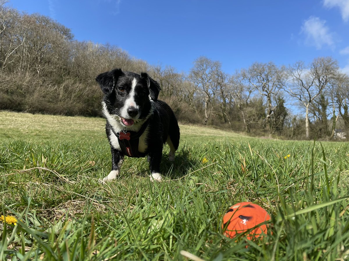 BriceViki's tweet photo. 5 years ago today I went to work (as a rapid response nurse) and came home with this beauty (dumped in Pontypool) 100% enriched my life. Thank you Stella ❤️ https://t.co/f1OaCVdpNS