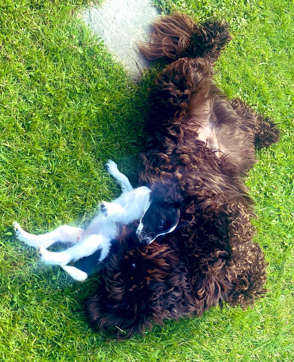 haw_dudley's tweet photo. This weekend Mrs Sarno’s puppy Luna is staying with me - I’ve been telling her about school and that I saw Miss Kay type ‘doggy day care ‘ on her new school wish list !🙏🏻 I heard Mr C say ‘no way’ but how can anyone say no to us? https://t.co/XbZyJlO2MZ