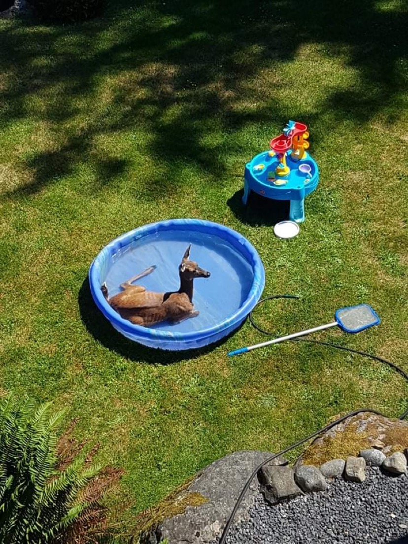 You know it's hot when deer crash the pool party...🦌
This shot taken in #Sooke this week is your <a href="/CHEK_News/">CHEK News</a> weekend #weatherfunny 😎I'll have your full forecast on CHEK News at 5.

📷Kelly Brooks #BCwx #BCheat #BCheatwave