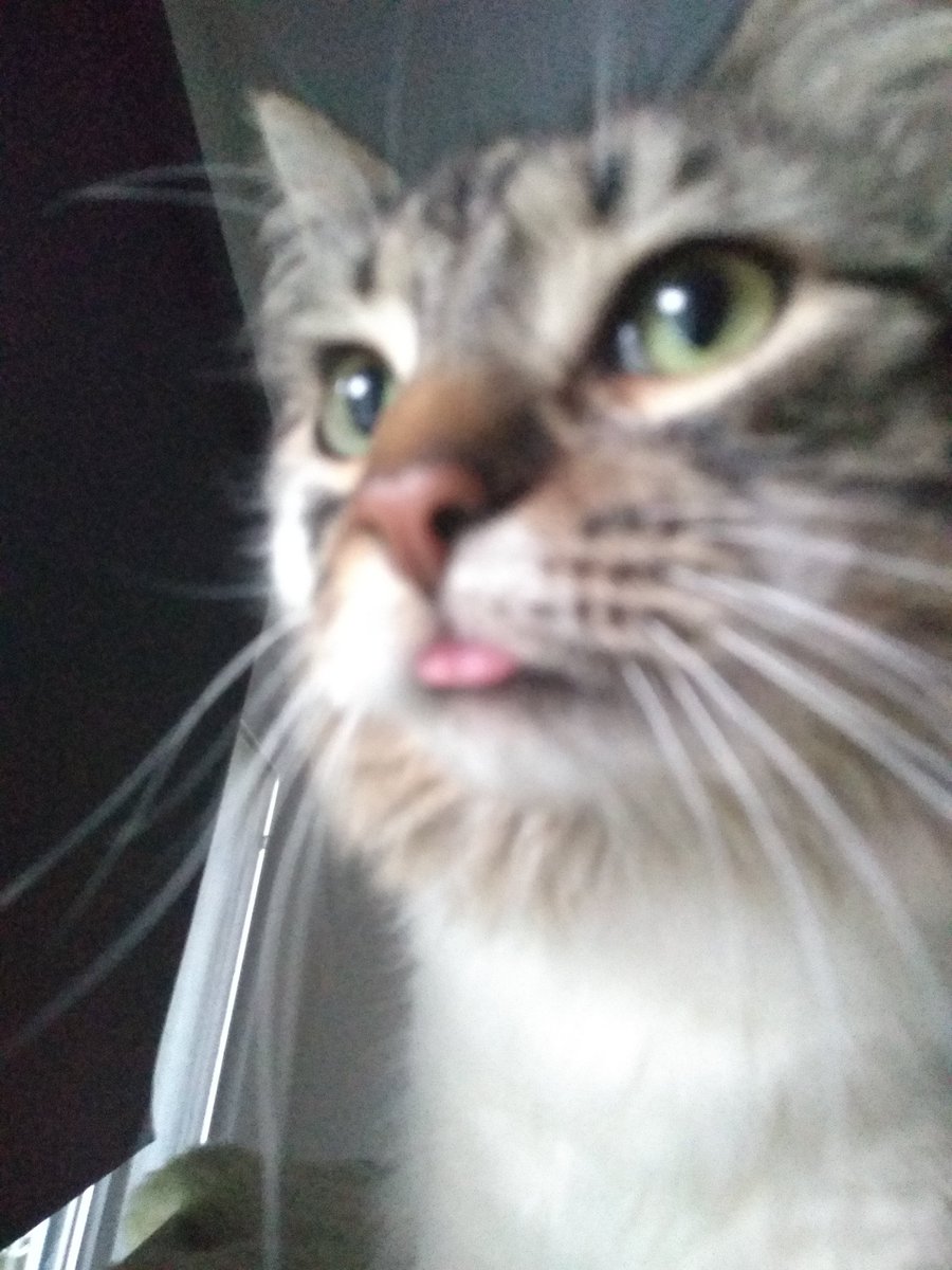 espeneldritch's tweet image. Flooding you with #bleps 😛 #Caturday  #CatsOnTwitter  Flashie is so cute