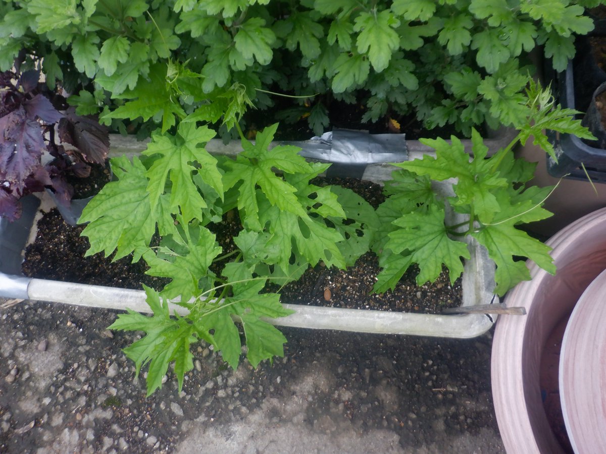 うさ 6 30 プランターに残したゴーヤ苗が大きくなってきたので 里芋畝に適当に植えておきました ゴーヤ棚を作るための支柱は買って来てあるのですが 週末までお預けです