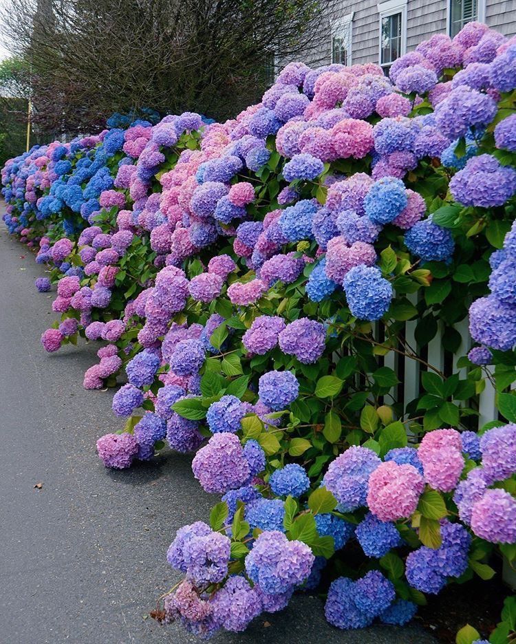 🌸