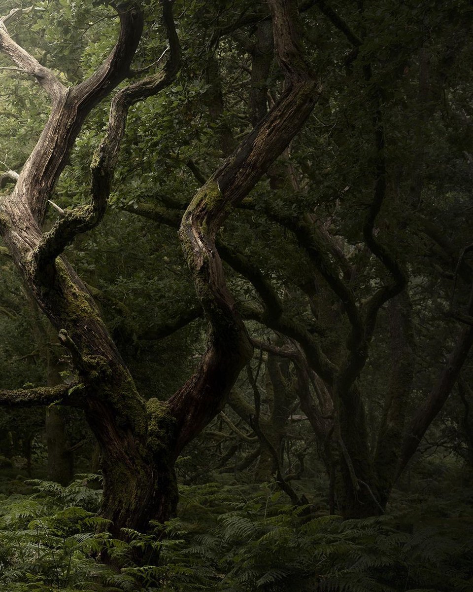 photography by neil burnell