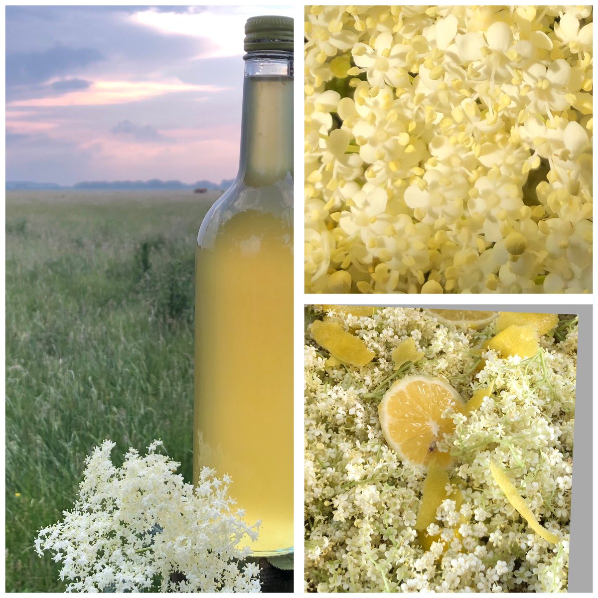 Never made Elderflower Cordial in July before 😮 #LateSeason #elderflower #cordial #homemade