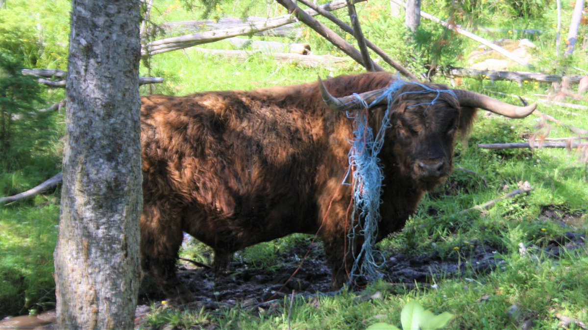 DirtRdTraveller's tweet photo. Great day out and about in @Renfrewcounty doing a bit of @geocaching and shooting #waterfalls! 
Serendipitously, we ran into @AndiMarcus while trying to find the owner of a #HighlandCattle bull that seemed a little #TiedUp 
@OnHighlands @CanonCanada @HenrysCamera https://t.co/fWJOPpybBE