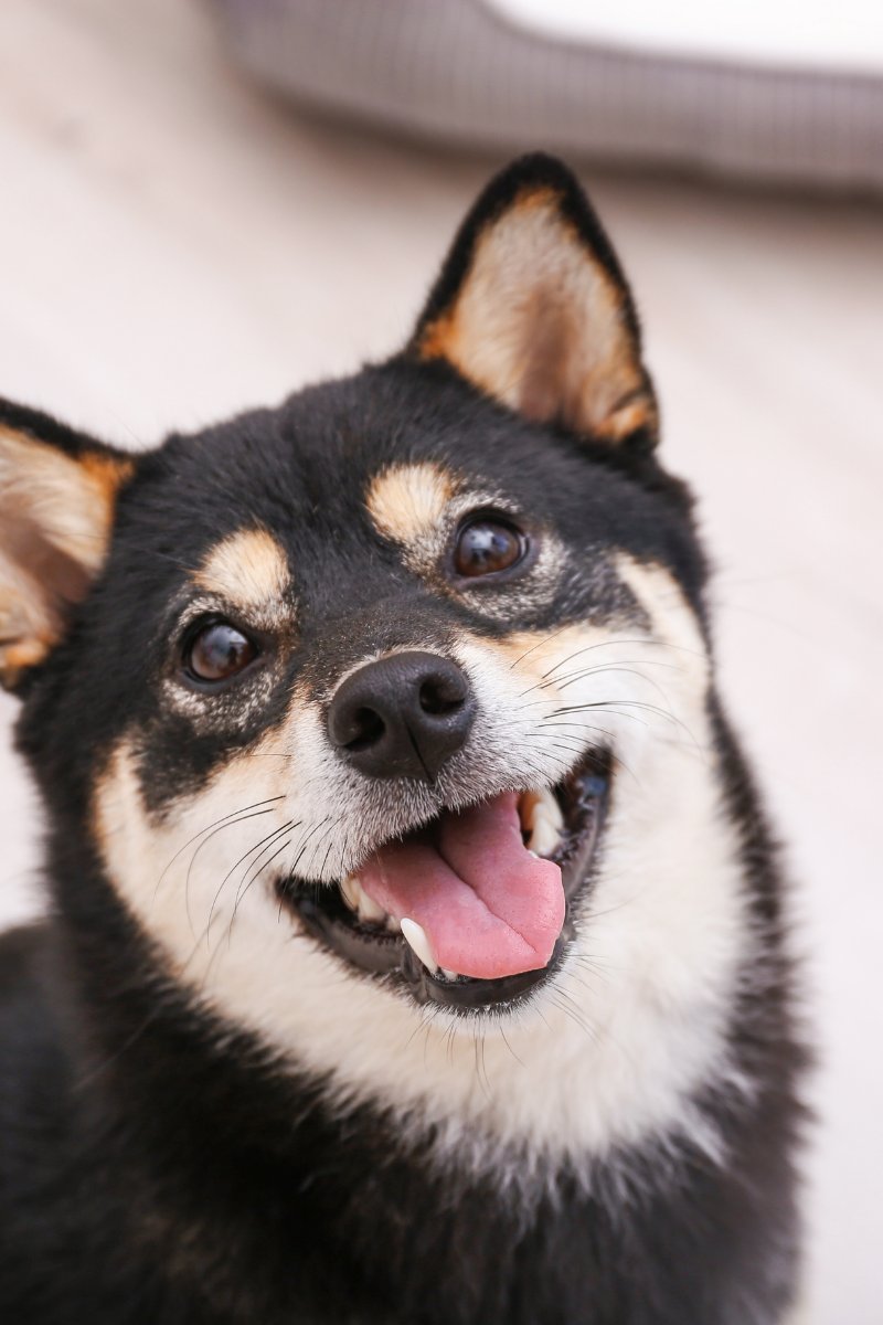 MissyShow's tweet image. Happy Saturday! Check out 2day's first Xmas in July animal, the shiba inu:
shesatortie.blogspot.com/2021/07/christ… 
#animals #pets #shibainu #ChristmasInJuly #doge #dogs #MissyShow