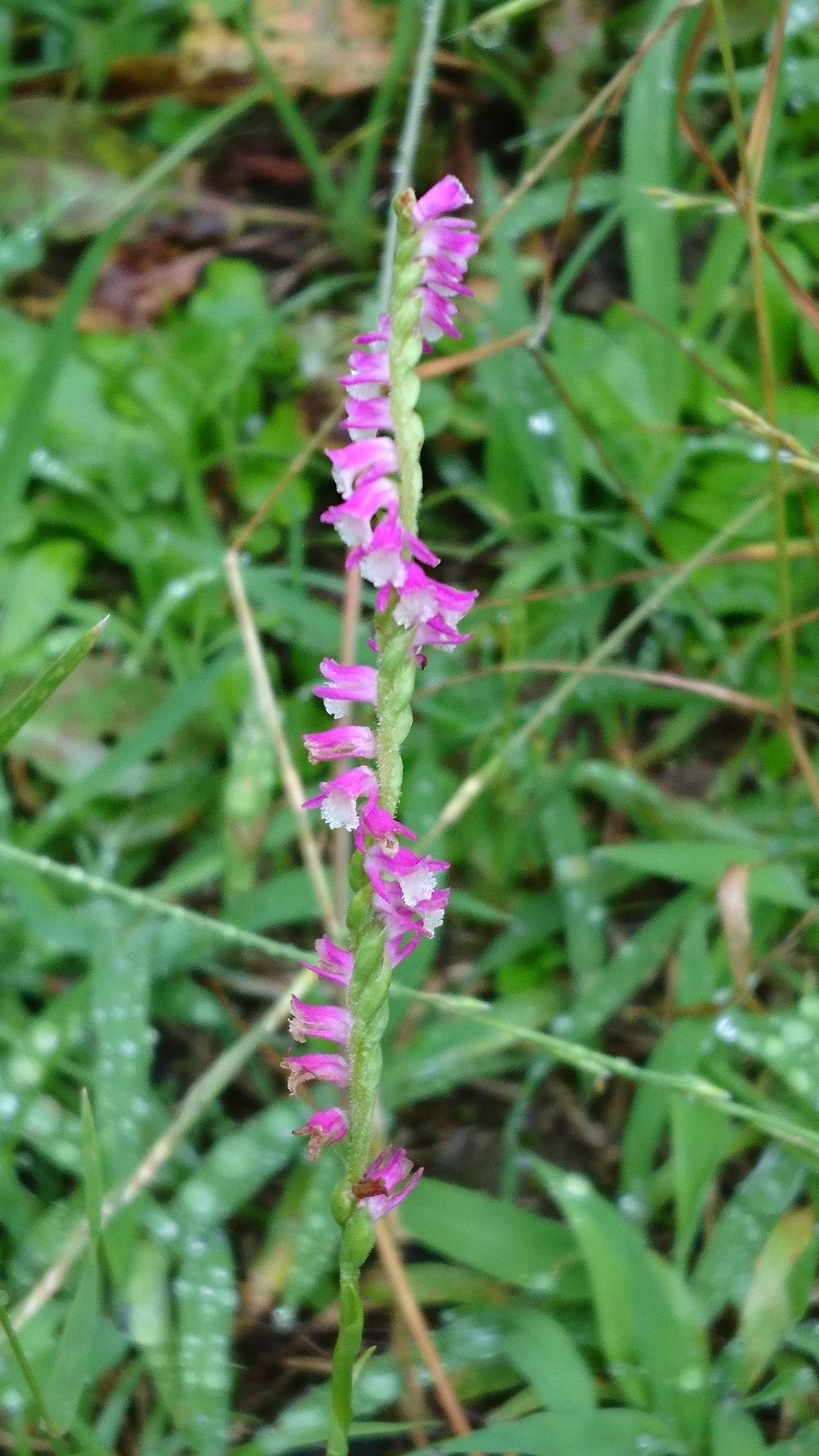 スーパーやさいマン ネジバナの画像 雑草のネジバナは ネジのような螺旋状の花が咲き 花 言葉は万葉集由来で大切な人に思いを募らせる 思慕 ７月４日の誕生花です ネジバナ 7月4日誕生花 らせん状 万葉集 思慕 T Co Sxz2ydh0p0 Twitter