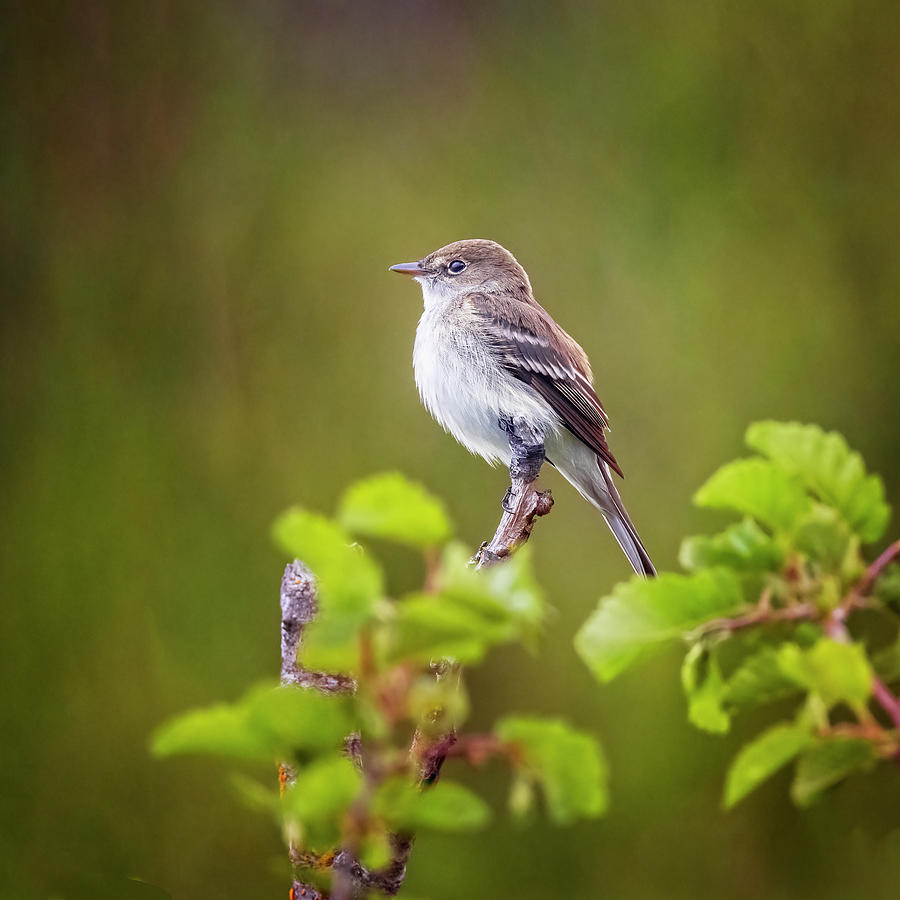 joancarroll's tweet photo. Flycatcher! https://t.co/47QbOt7QtR #bird #flycatcher #wildlife #alaska #pottermarsh #textures @joancarroll https://t.co/58a88o3Uvh