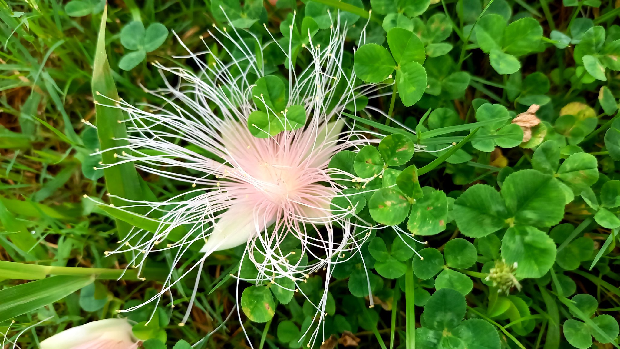 さわふじ Twitter Search Twitter