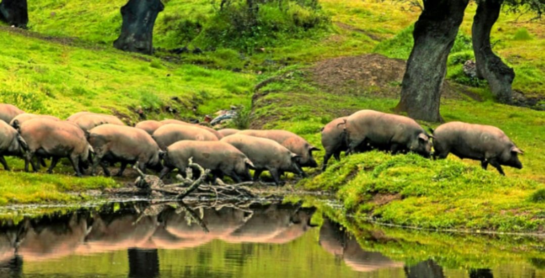 Hoy escapada! He dudado entre Asturias, Extremadura y Salamaca pero estan llenas de esos animales que contaminan más que los coches. Siguiendo la doctrina del Ministro Garzón. Al final he decidido ir a Madrid capital, donde no hay contaminación animal. <a href="/PPBrunete/">PP Brunete</a> #elpuebloconelpp