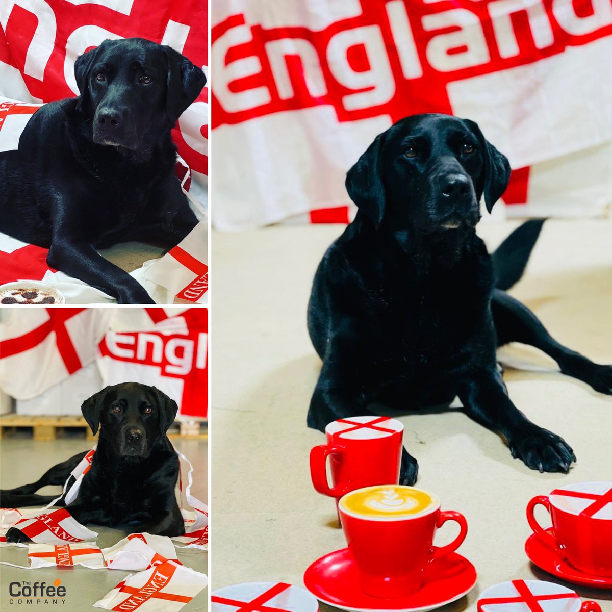 Our lucky mascot is back for the biggest game in 55 years!!❤️🏴󠁧󠁢󠁥󠁮󠁧󠁿⚽️🐾 Come on boys…it’s coming home!!!👍😁❤️🏴󠁧󠁢󠁥󠁮󠁧󠁿🐾⚽️ #euros2020 #england #football #itscominghome #footballiscominghome #barista #baristalife #footballlabrador #newtonabbot #devon #wholesaler #familybusiness #26yearsold