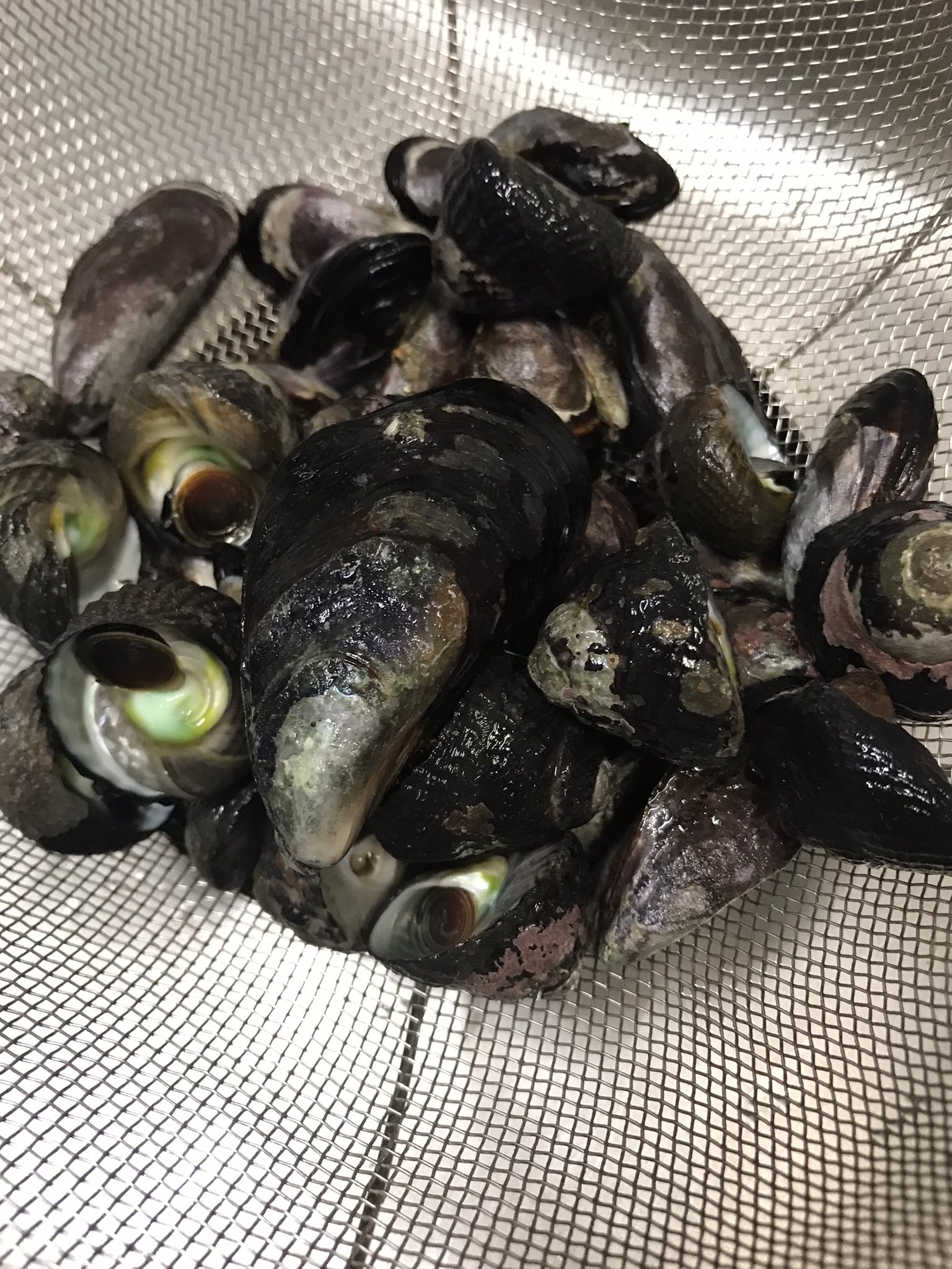 シュウリ貝 Twitter Search Twitter