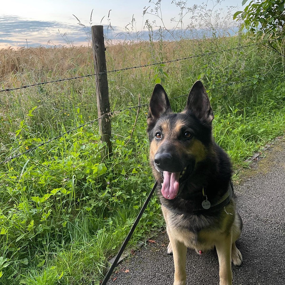 We had a very busy shift at work yesterday.  We are working from 2pm till 11pm today.  Good luck to #EnglandFootballTeam we will be busy working while they are playing tonight 🐾🐾