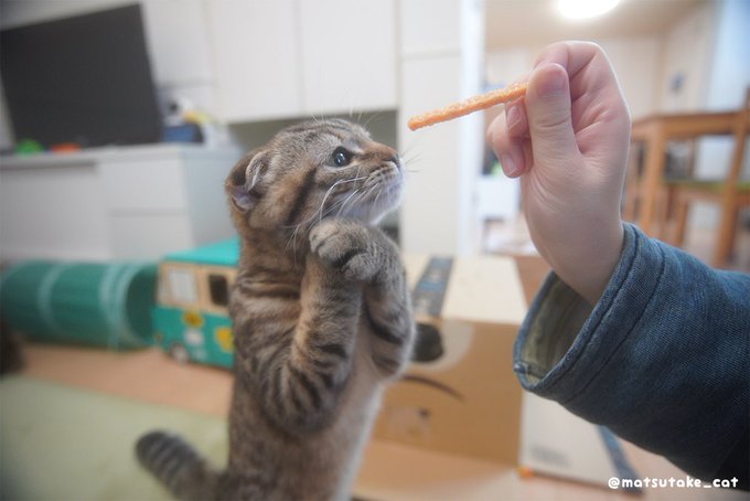 猫の アイドル顔負けおねだりポーズ があざとかわいいと反響 飼い主を直撃 Sirabee