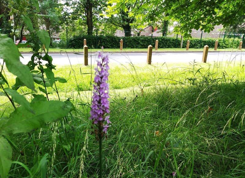 Four years of managing grass, just 2 cuts per year and remove the cuttings.  Now orchids are growing.