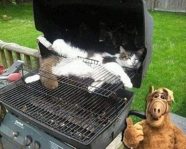 micherl778's tweet photo. Alffi schmeiร den Grill an luki ist schon bereit ๐ฝ๐ฑ๐
#CatsOfTwitter #cats #alfer #twitchstreamer #twitchaffiliate #TwitterBot #Twitter #TwitchDE #YouTuber #EURO2020 #WitcherCon #VfB #ashaangi #TheTomorrowWar #ONEPIECE #myhoe #dogearmy https://t.co/7qUSExeYfB