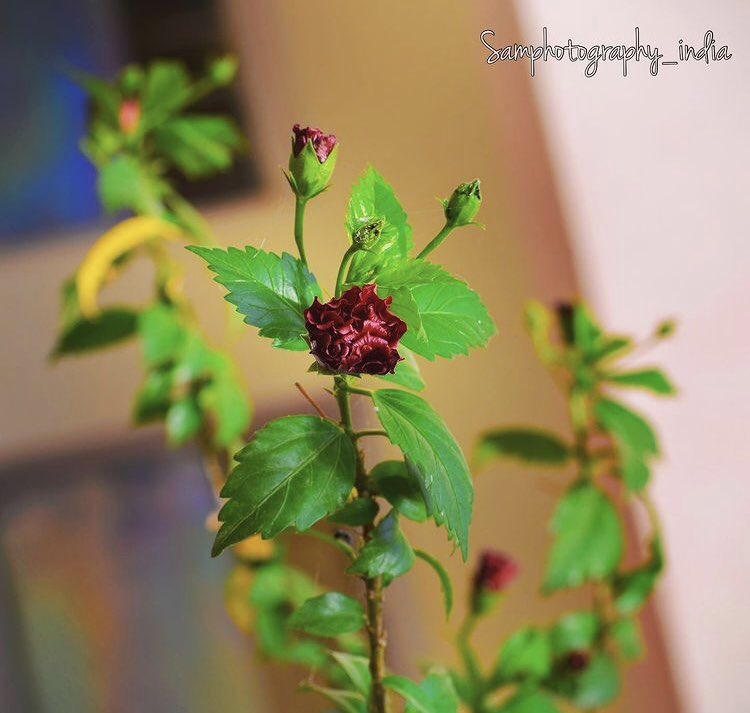 SamphotographyS's tweet photo. Inside Beauty of MD University Rohtak #mdu #mduniversity #samphotography_india #nature #Flowers #NaturePhotography #nature #NaturePhotographyDay https://t.co/RLPfwo3qz8