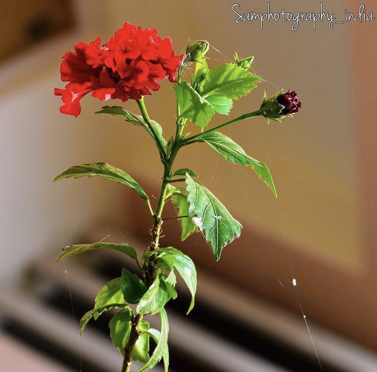 SamphotographyS's tweet photo. Inside Beauty of MD University Rohtak #mdu #mduniversity #samphotography_india #nature #Flowers #NaturePhotography #nature #NaturePhotographyDay https://t.co/sMVlJNai0X