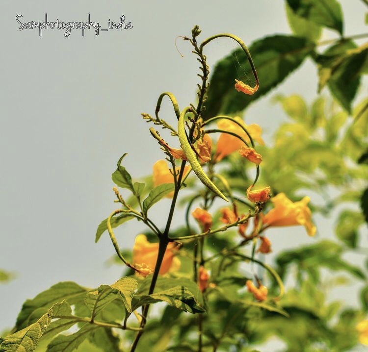 SamphotographyS's tweet photo. Inside Beauty of MD University Rohtak #mdu #mduniversity #samphotography_india #nature #Flowers #NaturePhotography #nature #NaturePhotographyDay https://t.co/AGjrVEct5X