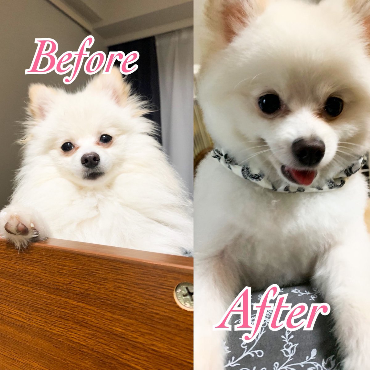 柴犬カット Twitter Search