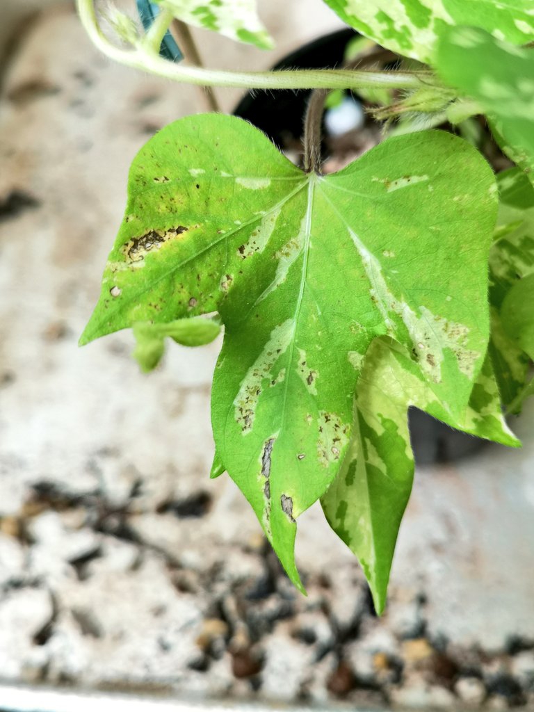 Tweets With Replies By Yt Plantsman Jp Twitter Tweets With Replies By Yt Plantsman Jp Twitter