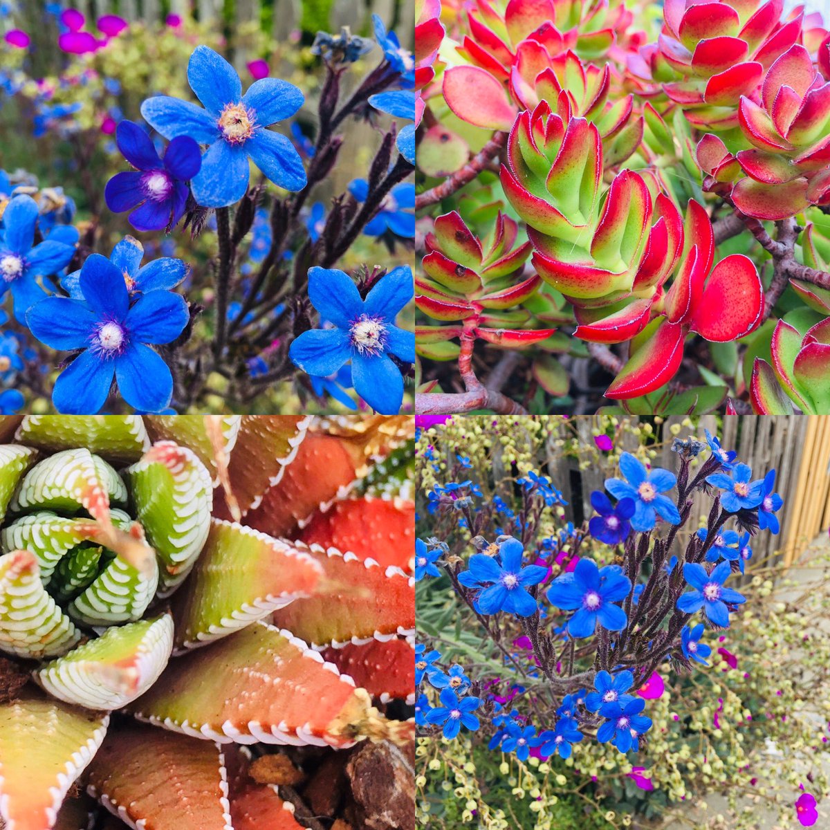 kittenonthekeys's tweet image. #floraandfauna #outersunset #SanFrancisco @kittenonthekeys