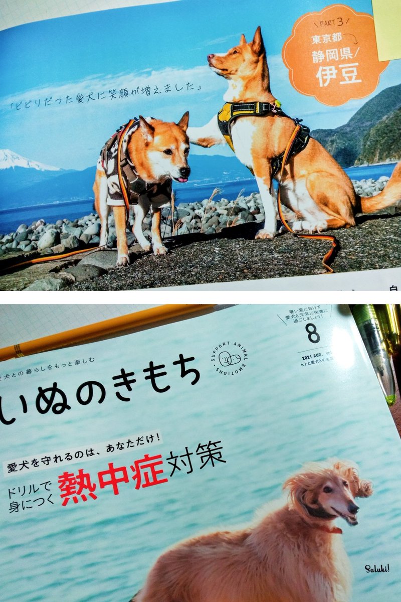 いぬのきもち8月号にハナモメーンズ🦊🐷の取材記事が掲載されました!

【犬を連れての移住特集】があります。移住は一人ひとり、全部それぞれ異なります。 検討されている方のご参考になれば幸いです🦊🐷 