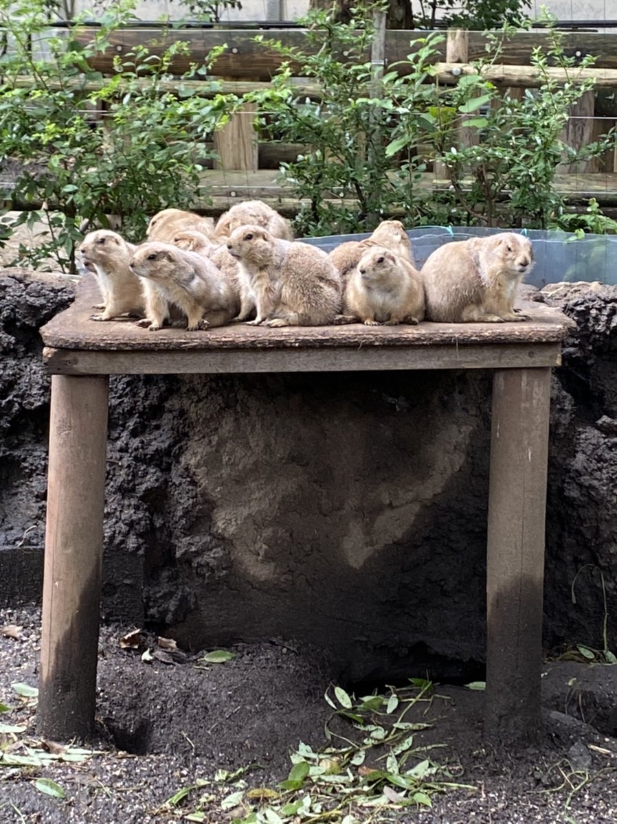 東京動物園協会教育普及センター Tzps Educenter Twitter 東京動物園協会教育普及センター Tzps Educenter Twitter