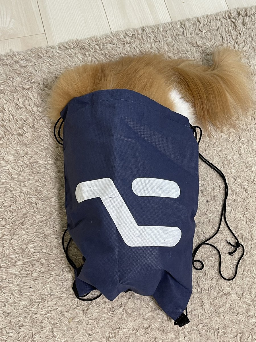 fromkk's tweet photo. AltCat #altconf #ぴのこ #たまことぴのこ #ねこ #猫 #cat https://t.co/ANkhLgAfP9