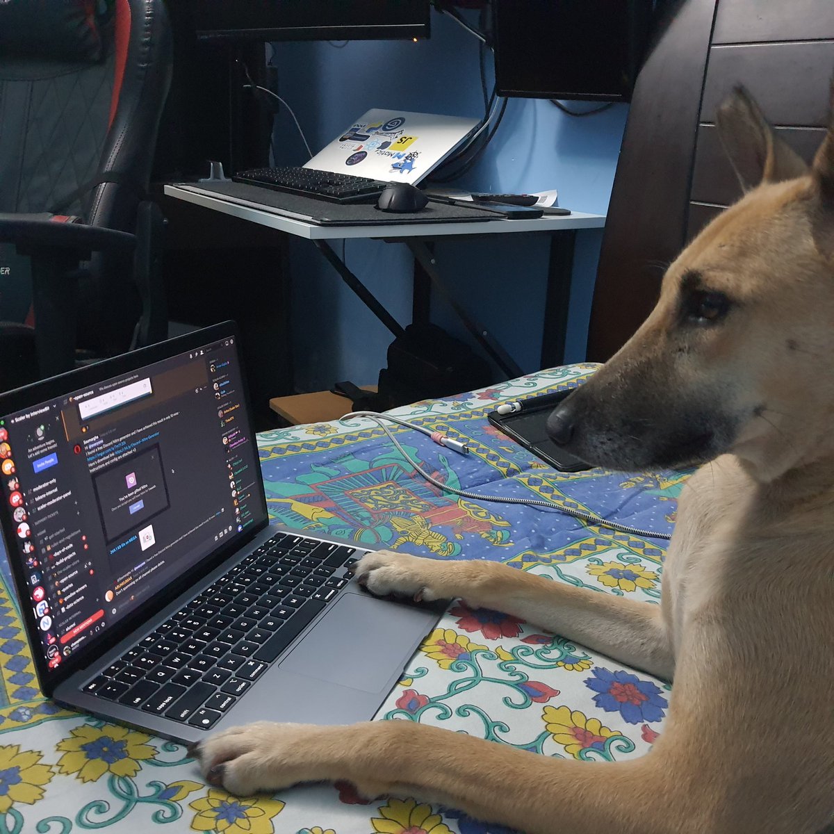 Hiring for tech getting hard? 
Engineers are overpaid? 

Break the circle. 
Don't play the game. 

Look at me, I just hired Oggy as an unpaid intern to work on my side projects. With Github Copilot, he rocks

Working for exposure, treats and pat-pats. Like a true startup employee