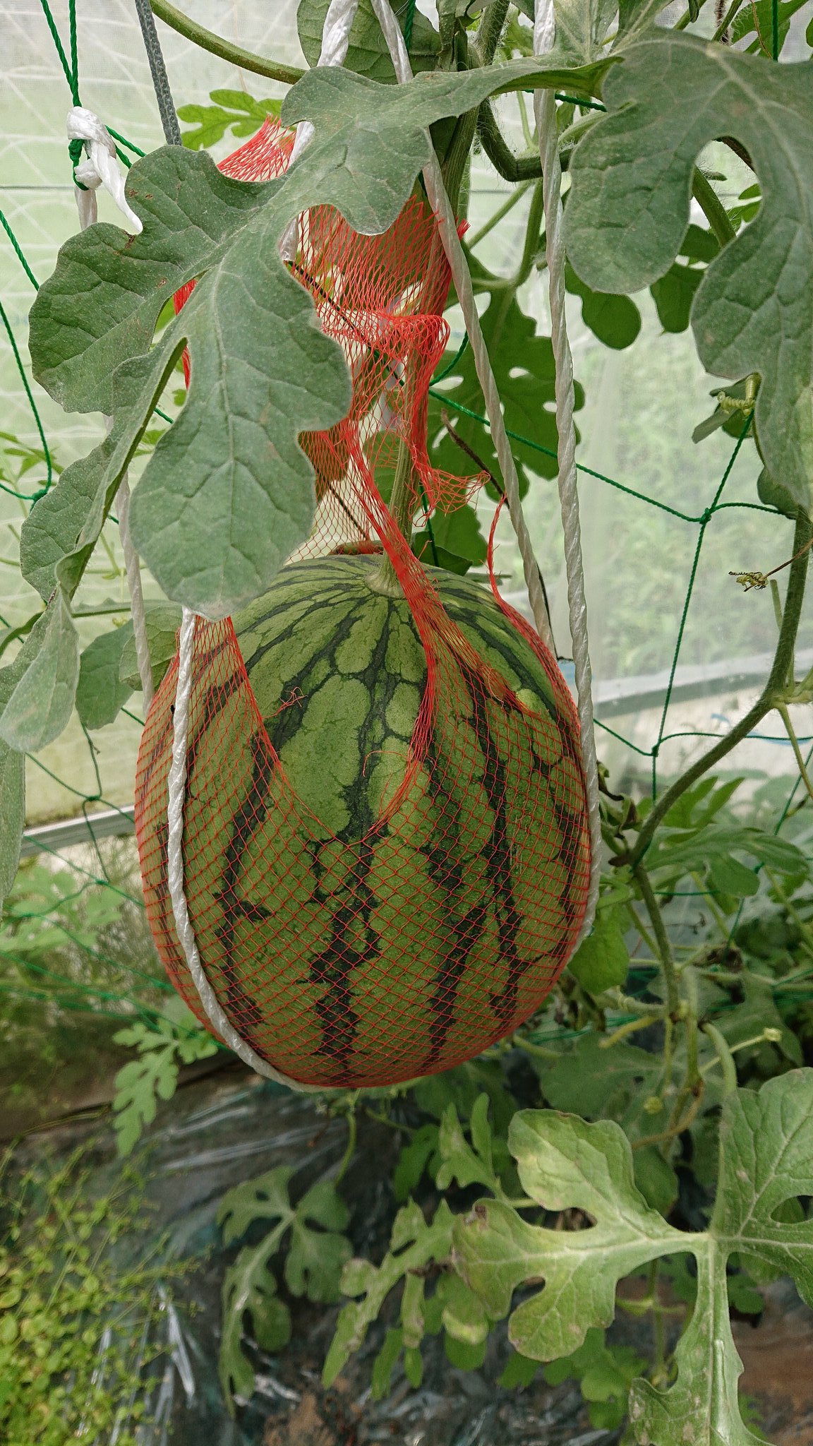 Aq Leaf 話題の種の小さいスイカ ピノガール 収穫 重さ2 9kg 糖度11 8 こっちは問題なく育てられたのでよかった ナント種苗 スイカ T Co Vsfr6sfbo1 Twitter