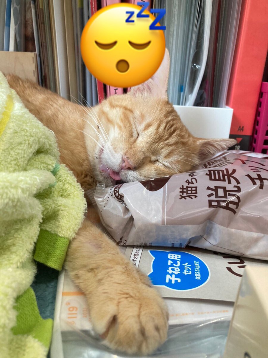 CATS_INN_TOKYO's tweet photo. 本日20時(最終入場は19時)まで営業中♫
ご予約は16時以降空きあり!お電話03-6312-8391、Twitter、FacebookのDM、下記リンクからご連絡ください★
https://t.co/izWEn4w56N
ちゃのすけhave a にゃいす dream(-ω-)
キャッツイン東京
#保護猫カフェ #板橋 #猫 #里親募集 #chanocit https://t.co/F9I4oqp8xu