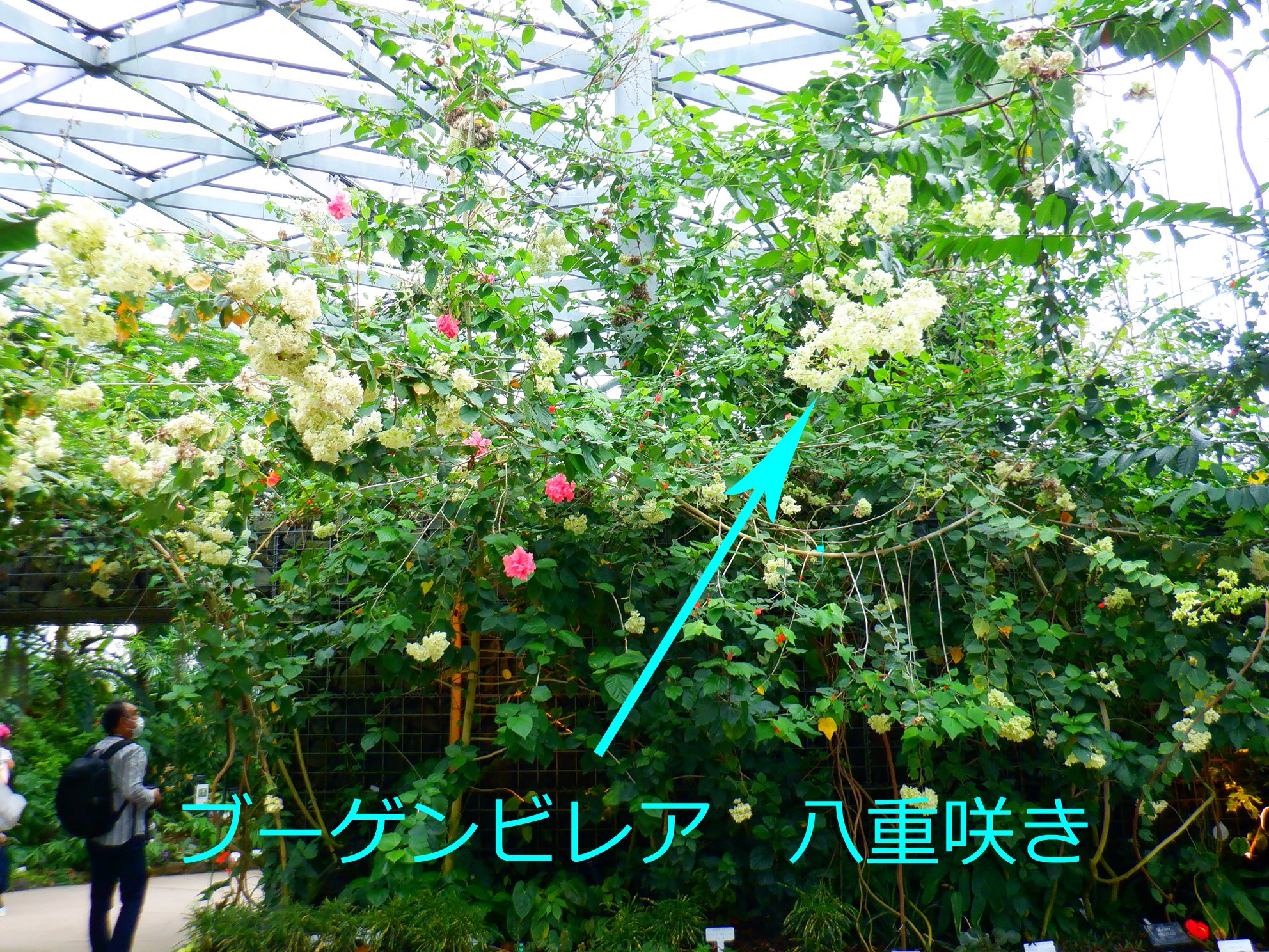 新宿御苑 自然情報 温室の入り口でみなさまを華やかにお出迎えする人気者の花4種類をご紹介 一番目立つのは 白い八重咲きのブーゲンビレア ぐんぐん生長し 通年開花しています お立ち寄りの際はこの花たちを探してみてくださいね 新宿御苑 温室
