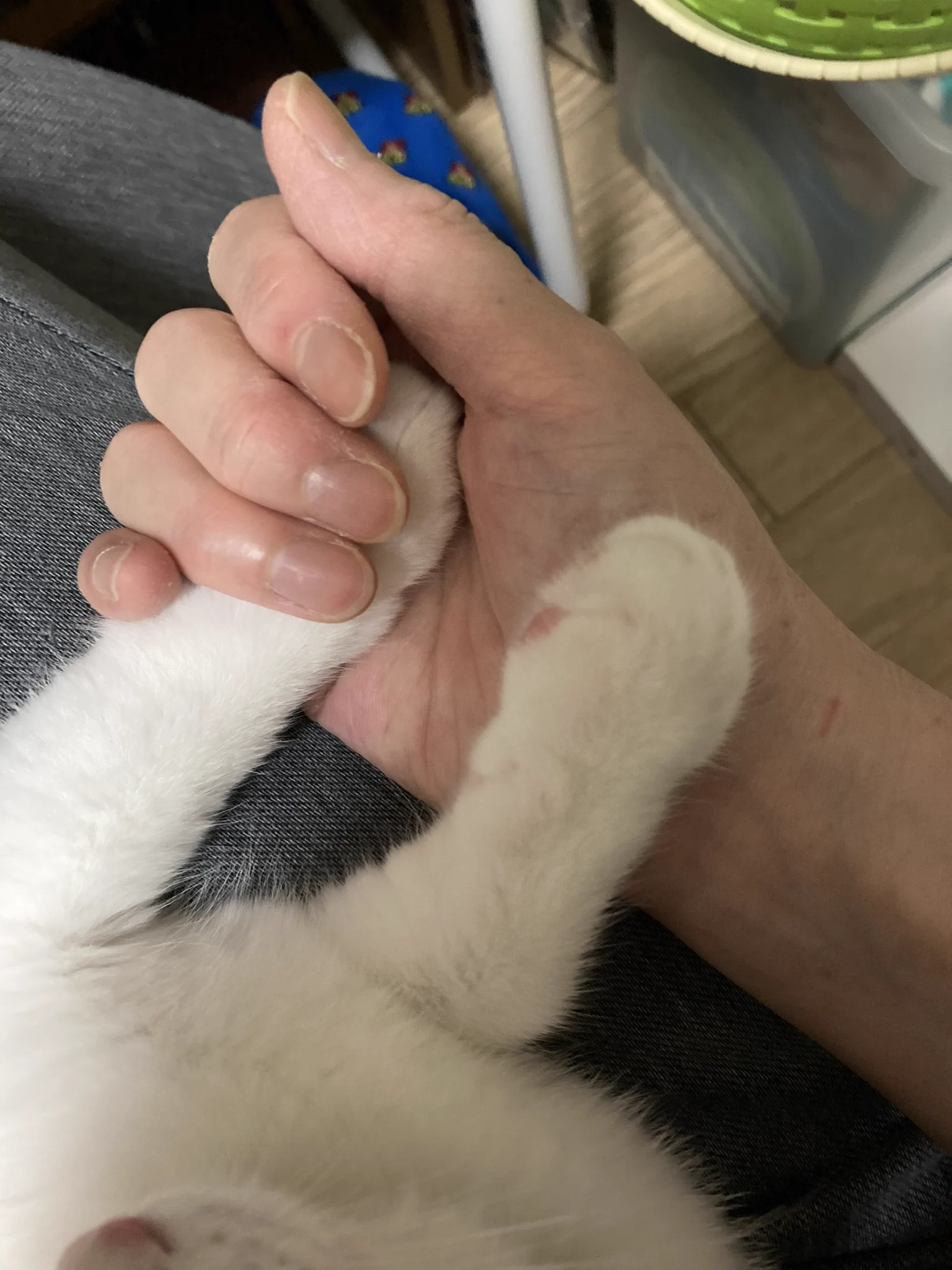 雷は猫だって怖い！手をつかんであげるともう片方も出してきたｗかわいい～