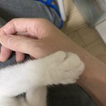 雷は猫だって怖い!手をつかんであげるともう片方も出してきたｗかわいい～