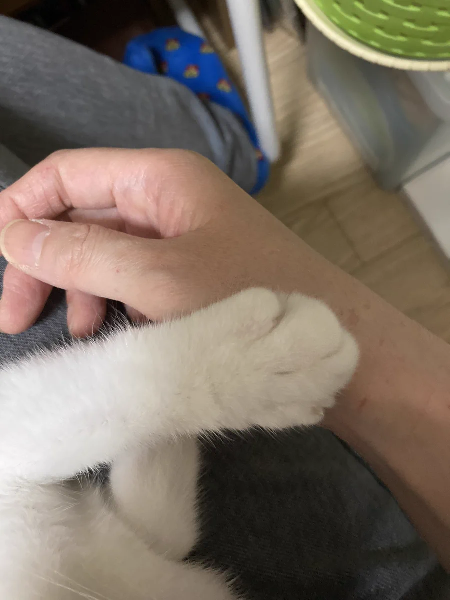 雷は猫だって怖い！手をつかんであげるともう片方も出してきたｗかわいい～