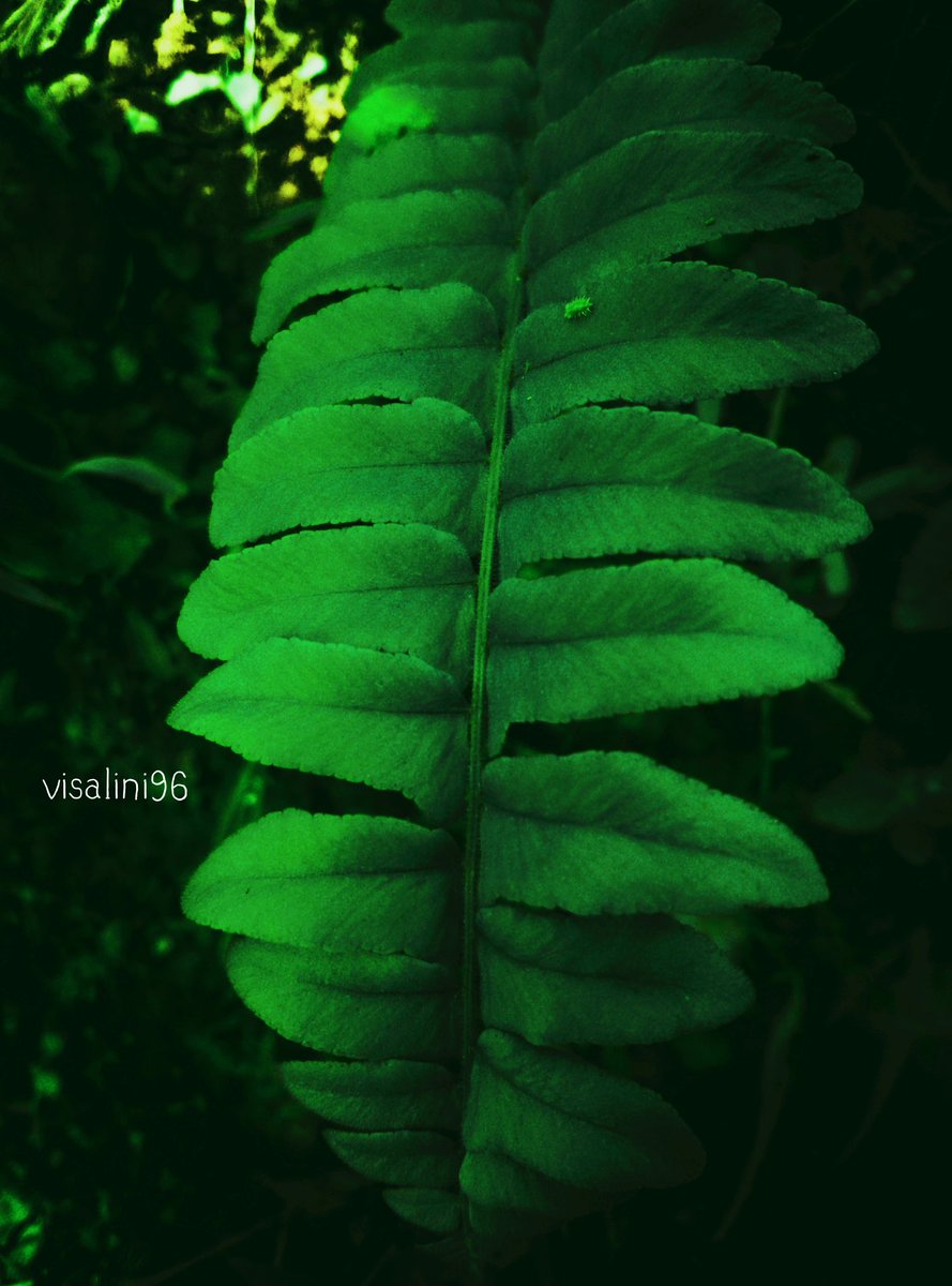 Visalini_'s tweet image. Live Gently Upon This Earth 🌿

#fernleaf #lihgtroom #nature #green