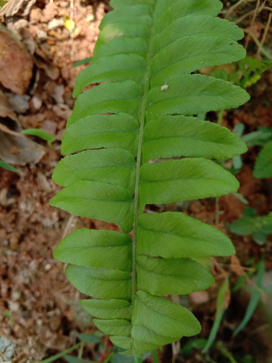 Visalini_'s tweet image. Live Gently Upon This Earth 🌿

#fernleaf #lihgtroom #nature #green