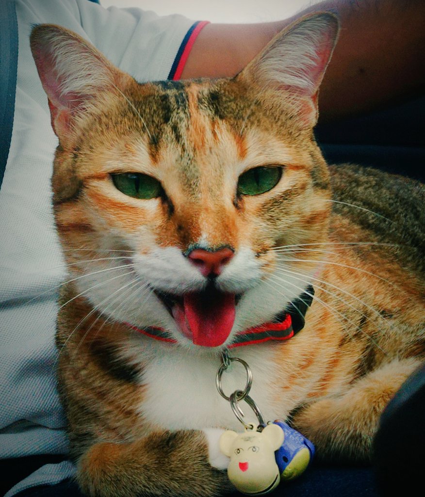 Avishek Maitra (#ModikaParivar) tweet media