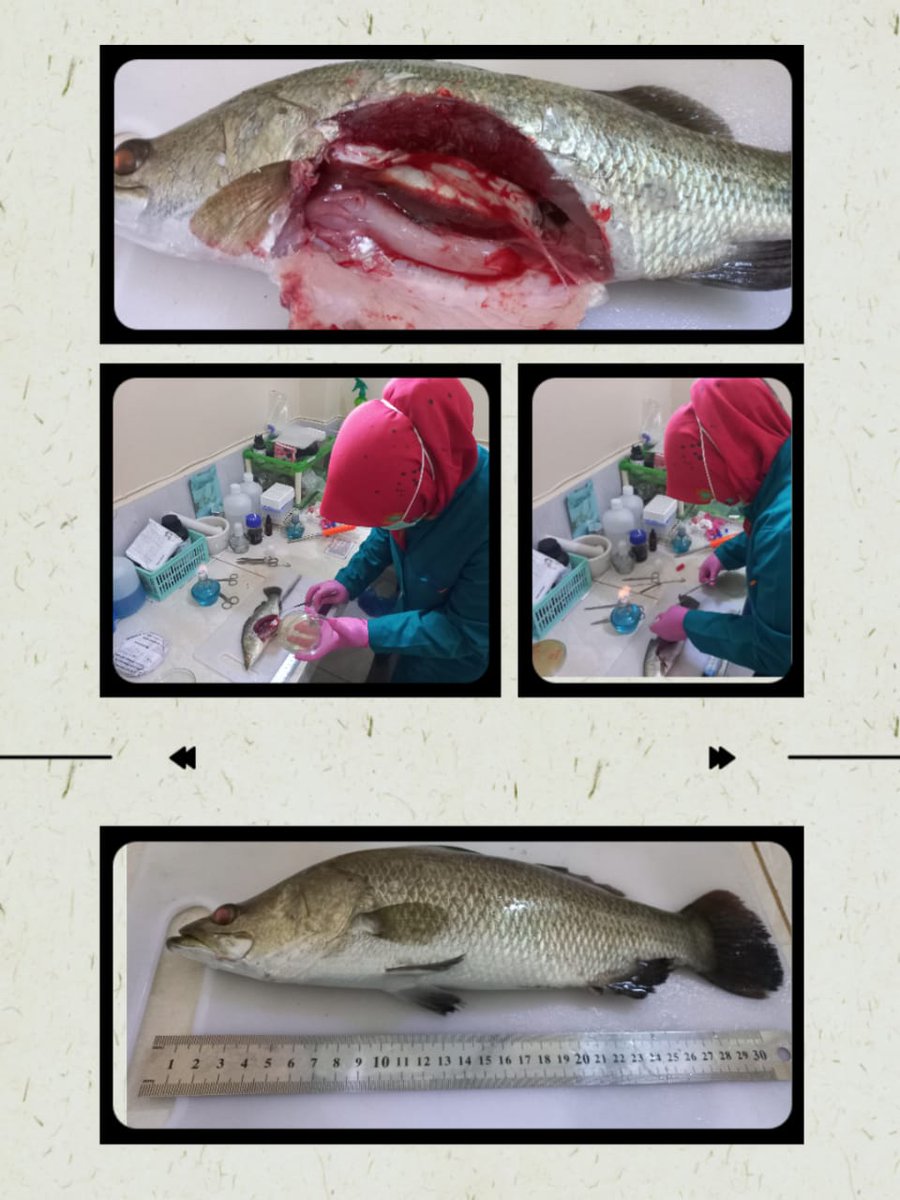 Badan Mutu KKP Pekanbaru tweet media