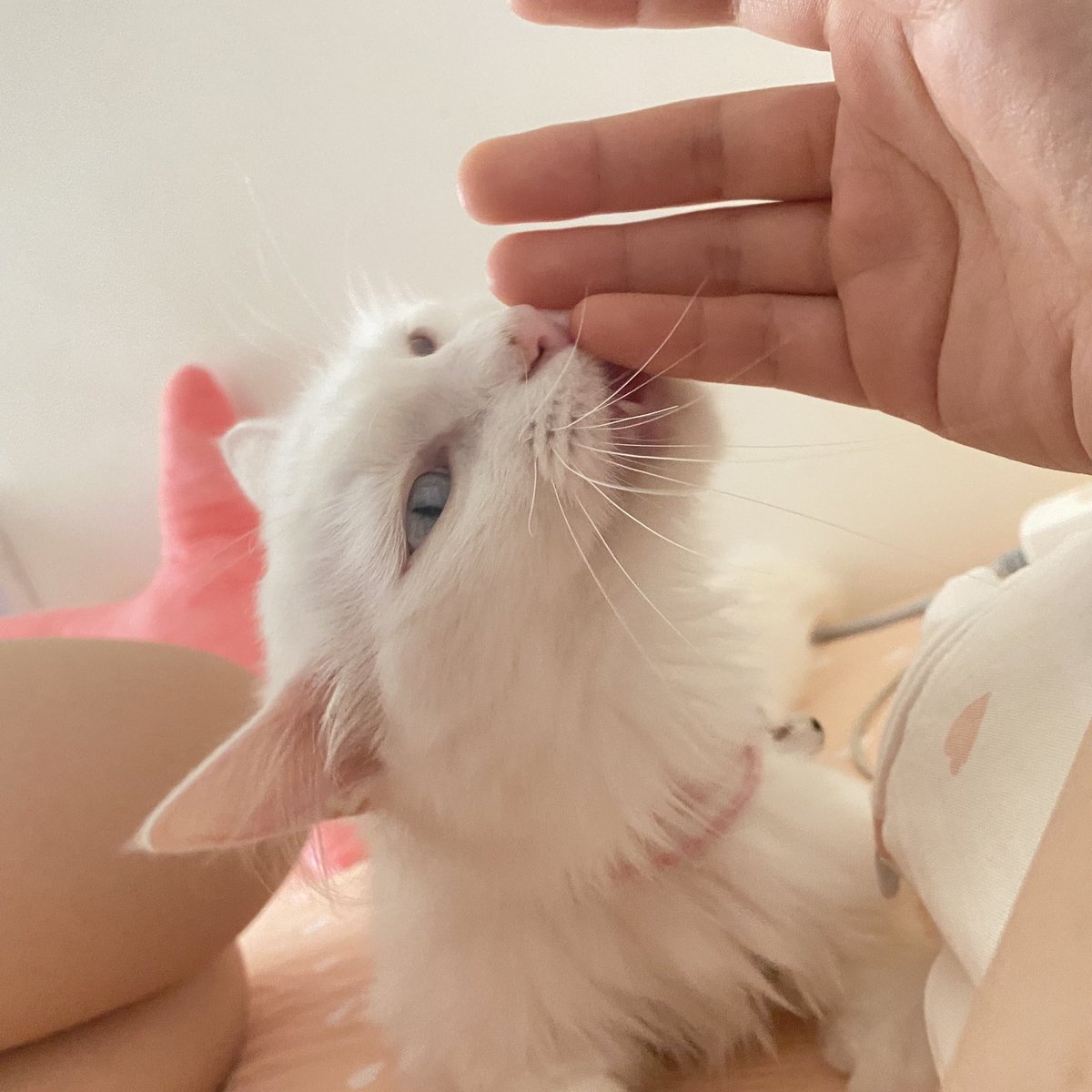 猫猫on X: 猫猫on X: