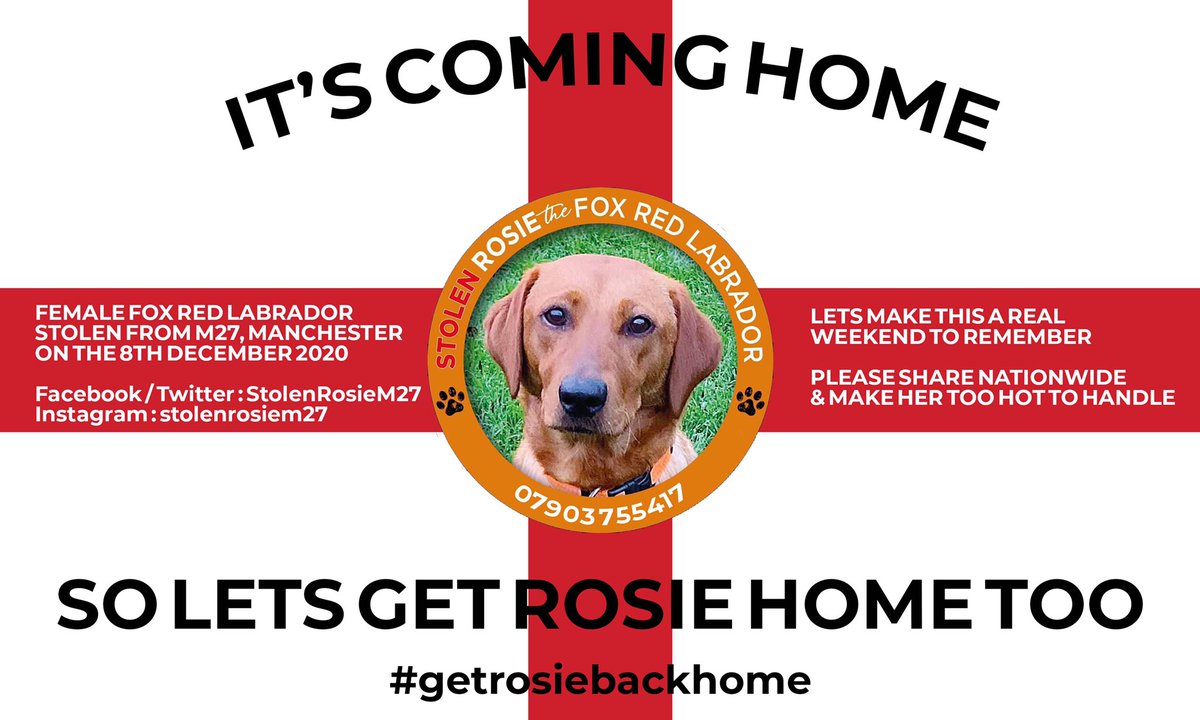 ‼️7 MONTHS SINCE ROSIE WAS TAKEN ‼️
‼️WE JUST WANT HER HOME‼️
‼️PLEASE RETWEET THANK YOU‼️ #getrosiebackhome #stolendogs #labrador #fernslaw #pettheftaware #EnglandFootballTeam #lovemydog #family #BeKind #TooHotToHandle